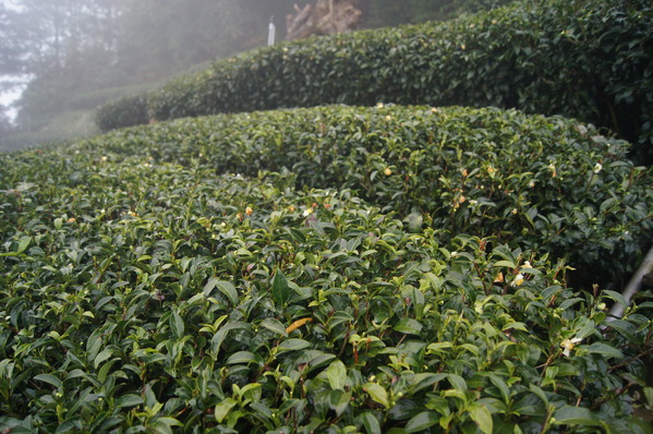 台中景點。梨山古邁茶行，台灣海拔最高茶園 來自梨山黑森林的純淨甘露