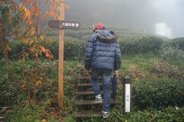 台中景點。梨山古邁茶行，台灣海拔最高茶園 來自梨山黑森林的純淨甘露