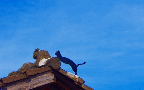 雲林虎尾。頂溪社區 屋頂上的貓 彩繪村