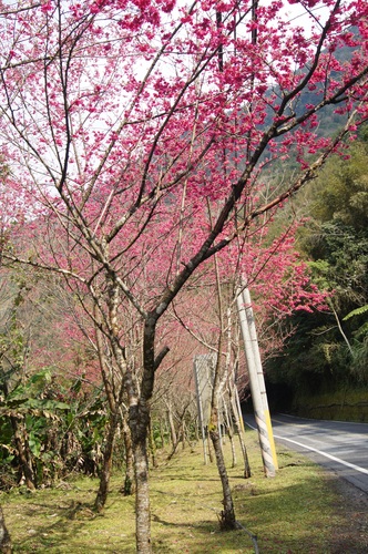 宜蘭賞櫻景點。最美麗的櫻花公路-台七甲線 賞花秘境