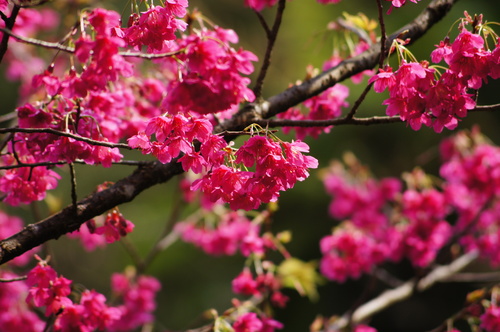 宜蘭賞櫻景點。最美麗的櫻花公路-台七甲線 賞花秘境