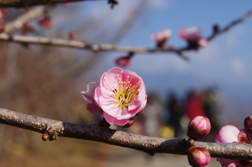 台中賞花景點。福壽山農場、武陵農場的花花世界
