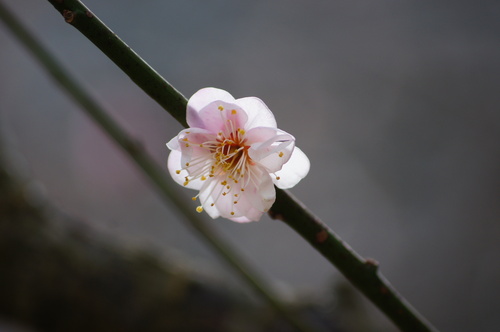 台中賞花景點。福壽山農場、武陵農場的花花世界