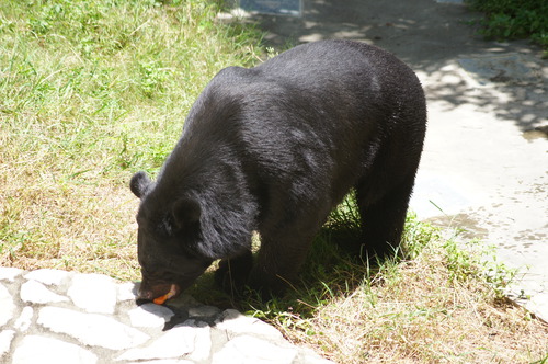 壽山動物園 黑熊保育季 大手牽小手 黑熊保姆體驗
