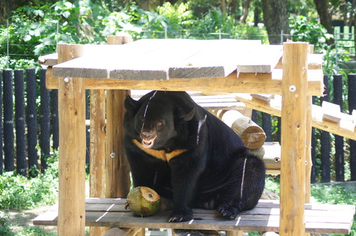 壽山動物園 黑熊保育季 大手牽小手 黑熊保姆體驗