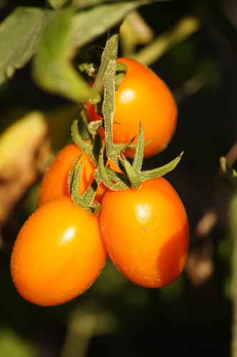 美濃澄蜜香番茄摘摘樂 x 高雄美濃採果體驗