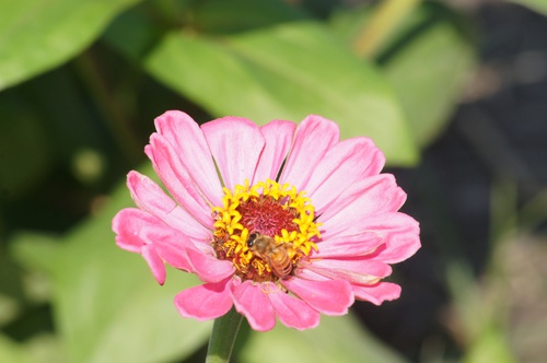 高雄橋頭。2012花田喜事 花現橋頭賞花趣