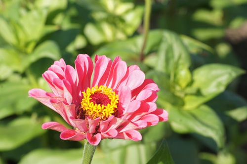 高雄橋頭。2012花田喜事 花現橋頭賞花趣