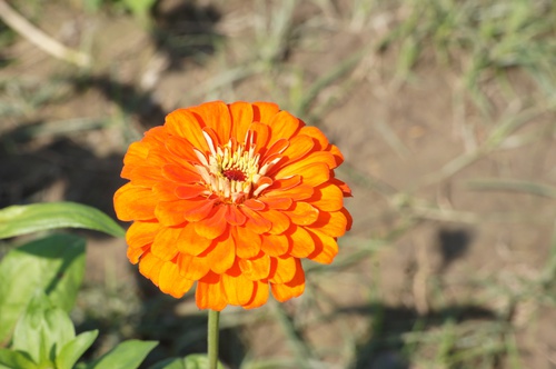 高雄橋頭。2012花田喜事 花現橋頭賞花趣