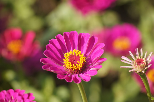 高雄橋頭。2012花田喜事 花現橋頭賞花趣