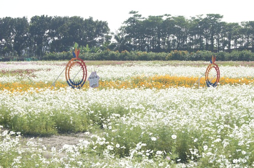 高雄橋頭。2012花田喜事 花現橋頭賞花趣