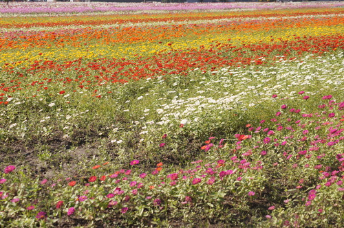 高雄橋頭。2012花田喜事 花現橋頭賞花趣