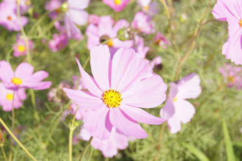 高雄橋頭。2012花田喜事 花現橋頭賞花趣