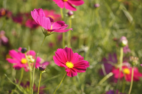 高雄橋頭。2012花田喜事 花現橋頭賞花趣