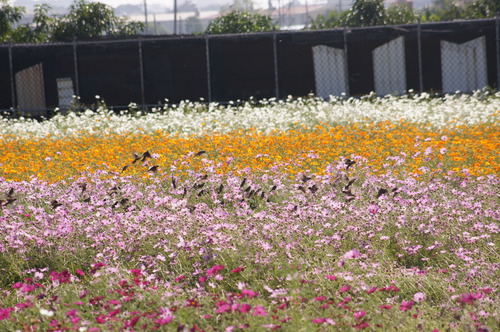 高雄橋頭。2012花田喜事 花現橋頭賞花趣