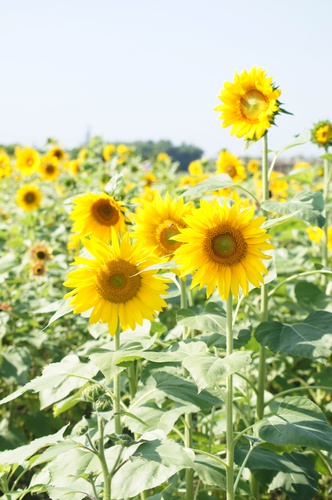 高雄橋頭。2012花田喜事 花現橋頭賞花趣