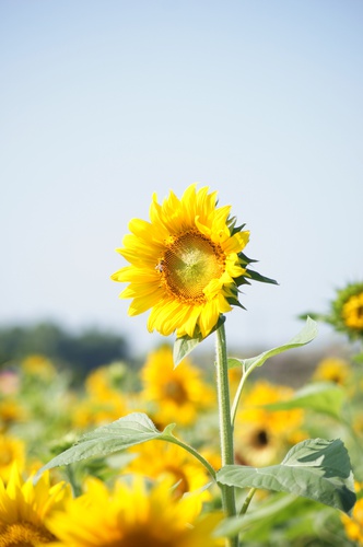 高雄橋頭。2012花田喜事 花現橋頭賞花趣