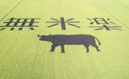 台南。無米樂彩繪稻田