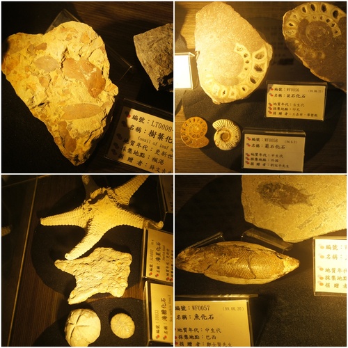 「化石學堂」親子化石之旅Day1 x 菜寮化石館