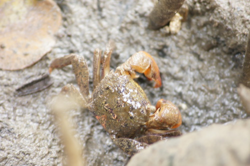 高雄援中港濕地 x 認識濕地螃蟹、保護陸蟹過馬路