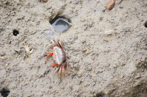 高雄援中港濕地 x 認識濕地螃蟹、保護陸蟹過馬路