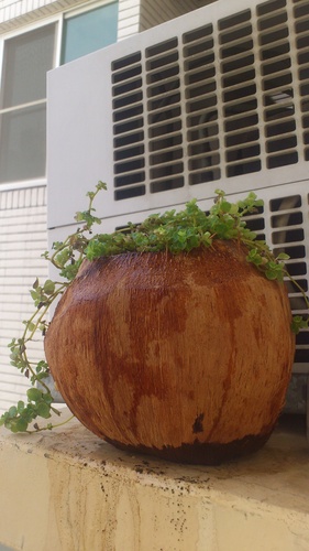 椰子殼花器