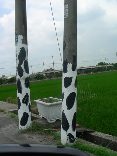 台南 柳營。八翁社區乳牛的家 台南親子景點