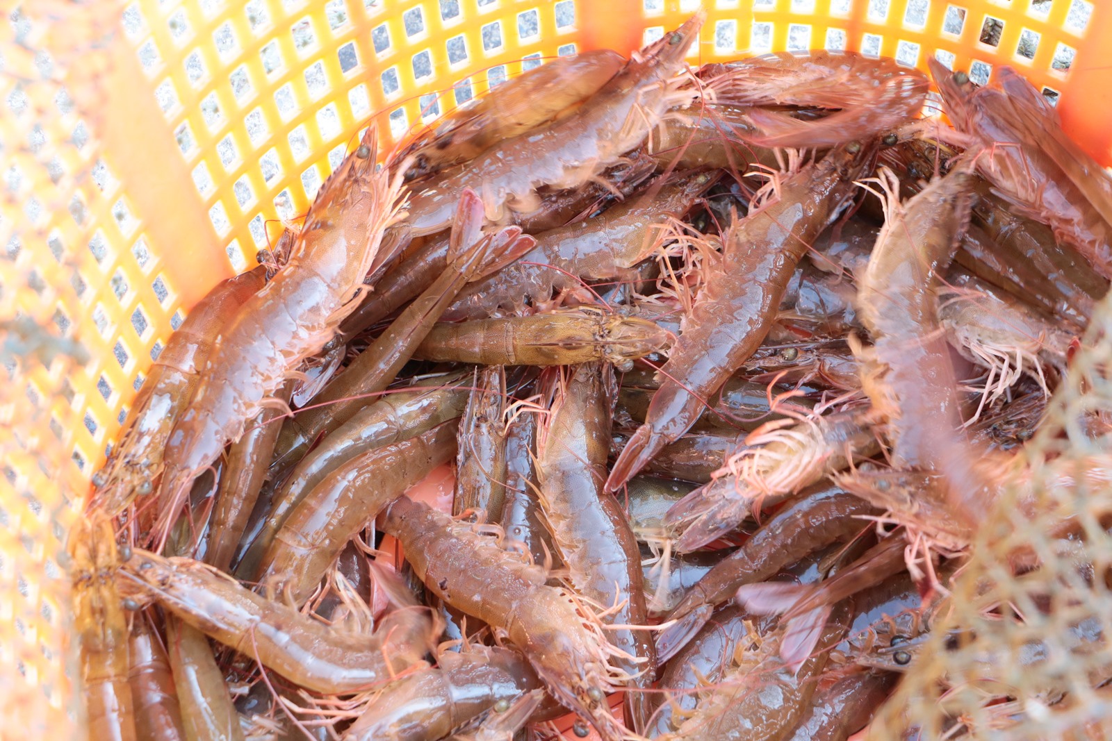 台東。深層海水養殖白蝦、蝦苗繁殖場、活蝦批發