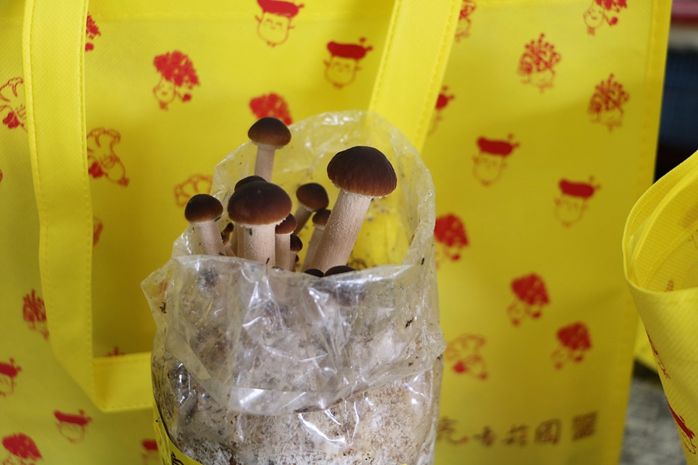 台中。漫遊山城 新社阿亮香菇園，DIY採菇趣、太空包、椴木香菇