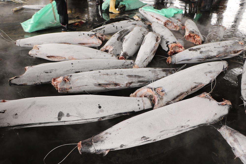 東港美食。阿河黑鮪魚生魚片專賣 32攤位 x 東港漁會市場