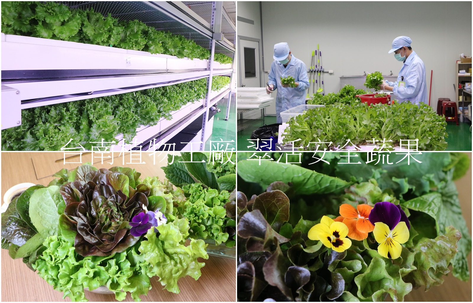 生活。台南植物工廠 翠活安全蔬果 安全生菜沙拉 水耕蔬菜盒 宅配到府
