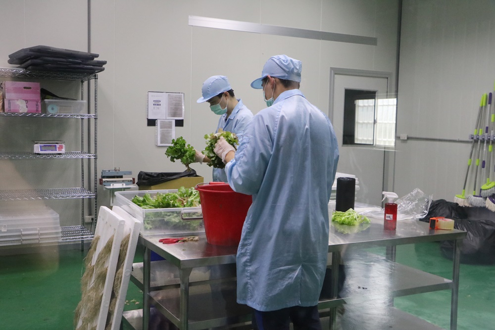生活。台南植物工廠 翠活安全蔬果 安全生菜沙拉 水耕蔬菜盒 宅配到府
