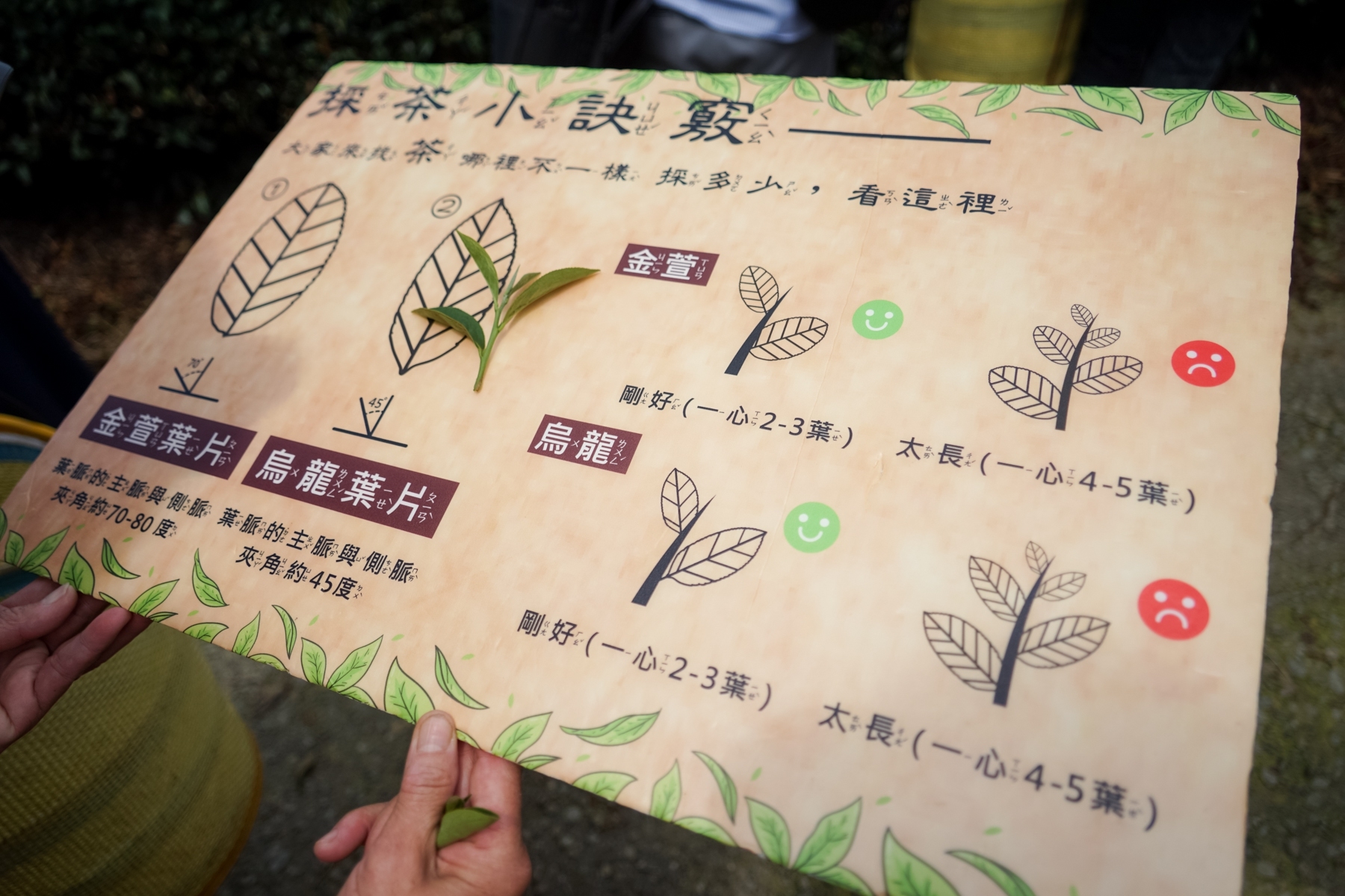 嘉義小旅行。瑞峰社區 瑞峰茶覺之旅 採茶 揉茶體驗、1314 觀景台 漫步瑞峰、茶席文化