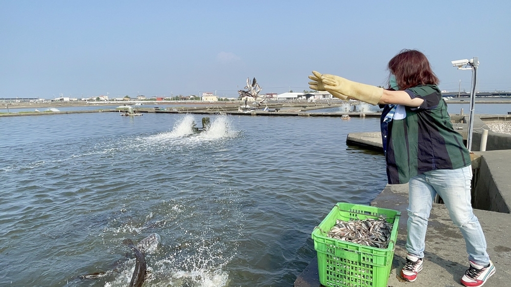 屏東一日遊。2021 六堆秋收祭 幸福客庄 採果餵魚趣之旅｜餵食龍膽石斑、乾煎午仔魚、佳冬聚落巡禮 小鎮漫遊、採收農作物、參觀棉花田