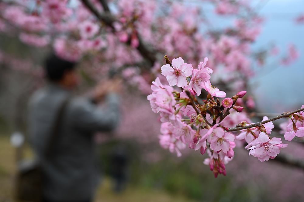 二集團櫻花公園 - 快樂的過每一天