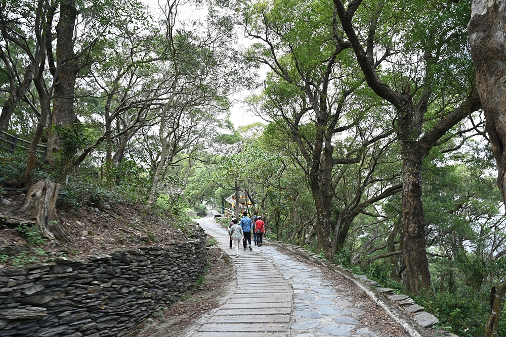 屏東景點。樟樹林步道、百年步道、天然的森林浴、療癒又舒心！