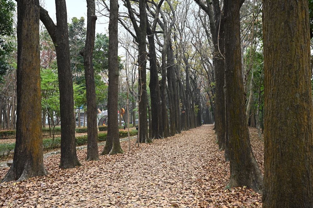 高雄六龜。新威森林公園 桃花心木步道 落葉地毯 拍照正時候！