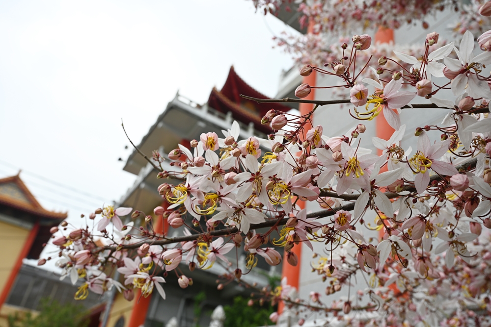 高雄美濃花旗木景點。朝元禪寺、蝶舞澗休閒農場 花旗木、泰國櫻花正盛開！