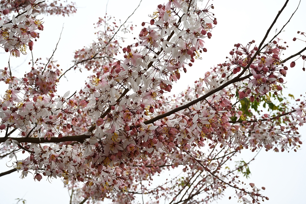 高雄美濃花旗木景點。朝元禪寺、蝶舞澗休閒農場 花旗木、泰國櫻花正盛開！