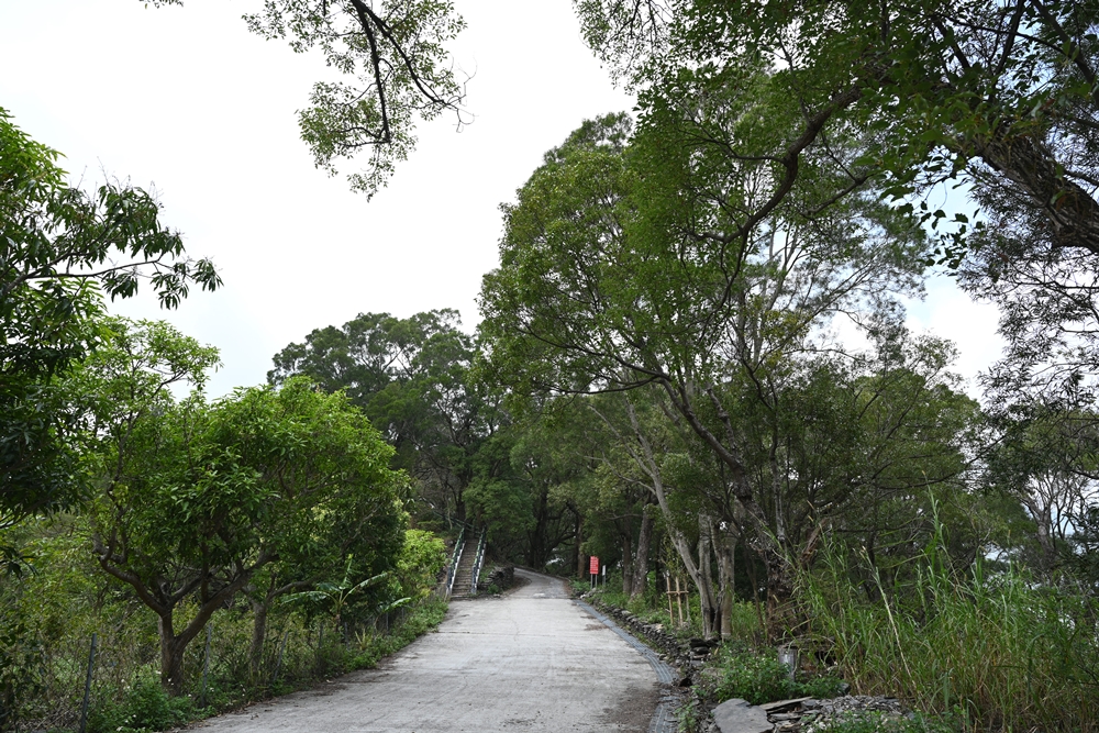 屏東景點。樟樹林步道、百年步道、天然的森林浴、療癒又舒心！