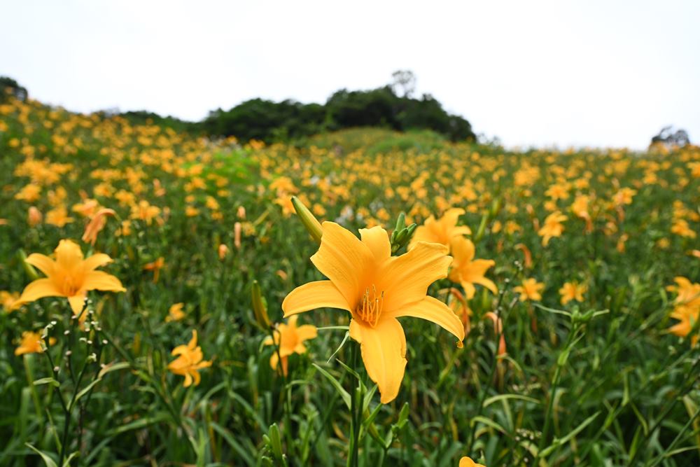 台東景點。台東知本天山農場 滿山滿谷金針花海盛開 現在賞花正時候！