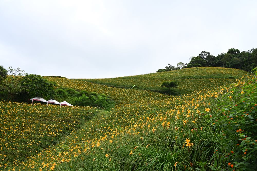 台東景點。台東知本天山農場 滿山滿谷金針花海盛開 現在賞花正時候！