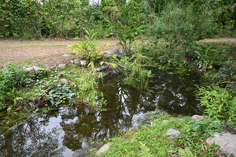 高雄六龜。多多鳥濕地學校 生態解說、蝌蚪與水蠆的家 還有水錦樹花蜜水！