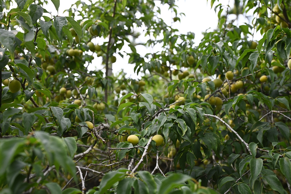 那瑪夏咖啡。伊曼咖啡 瑪雅平台、海拔約800公尺半山腰上、森林系咖啡、野生愛玉！
