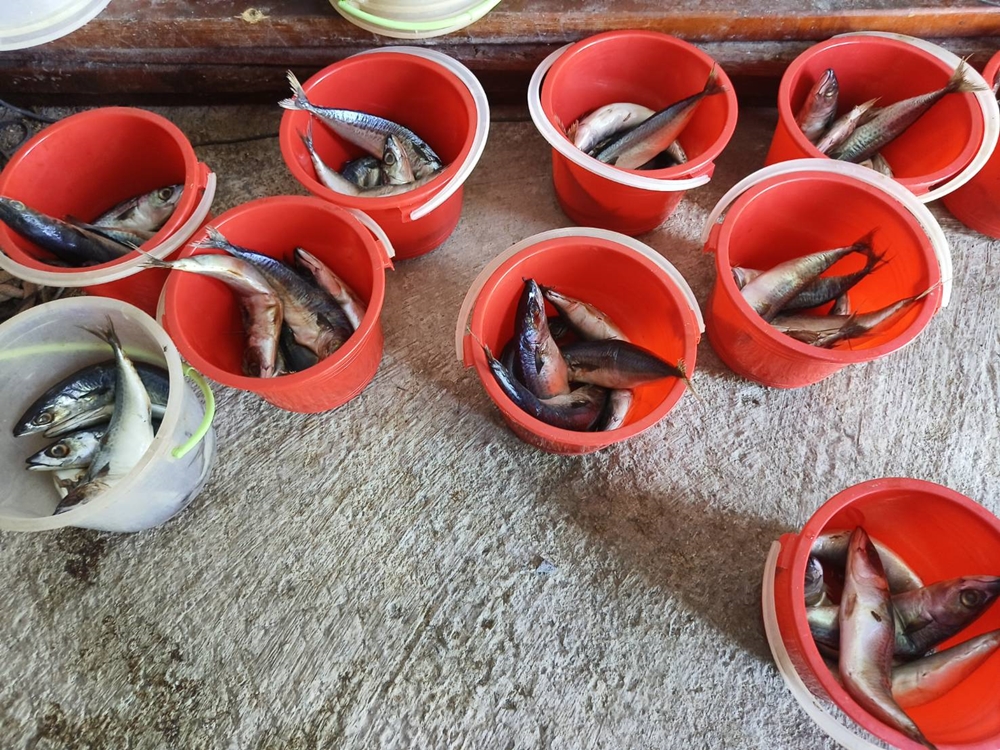 屏東枋寮一日遊。枋寮新龍社區、新三漁 龍膽石斑餵魚、食魚教育體驗！