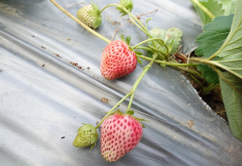 台南免門票景點推薦。大安草莓家園 有機番茄 光合菌 採草莓、採番茄、優雪草莓、草莓酒香腸、義式草莓冰淇淋 免門票親子休閒農場！