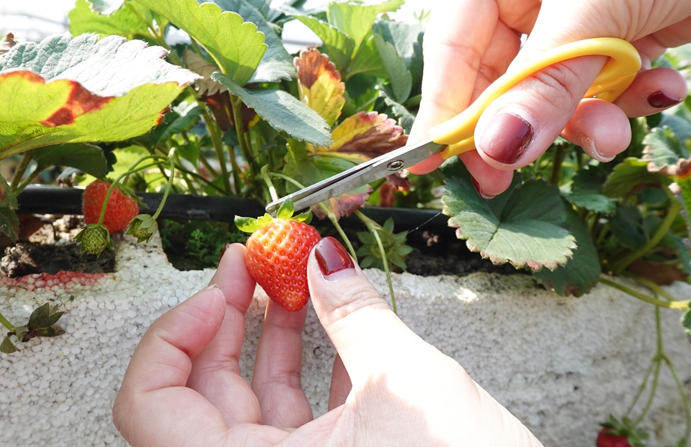 台南免門票景點推薦。大安草莓家園 有機番茄 光合菌 採草莓、採番茄、優雪草莓、草莓酒香腸、義式草莓冰淇淋 免門票親子休閒農場！