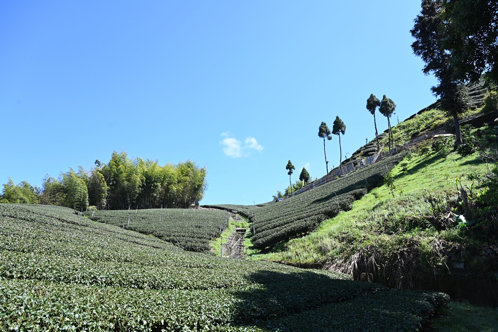 嘉義旅遊。瑞里綠色隧道秘境 竹林茶席體驗 品茗阿里山高山茶獨到韻味！