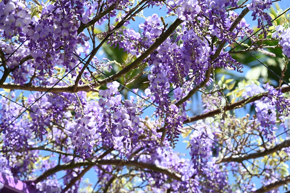 2024紫藤花季限定美景。166縣道78K 紫藤花架 不只有紫藤，還有白藤喔！