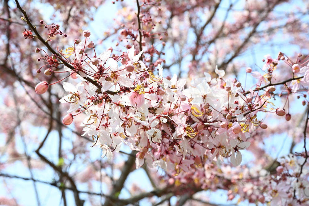 高雄六龜。神威天台山道場 夢幻池畔泰國櫻花嬌豔盛開、莊嚴雄偉的道場也很好拍唷！